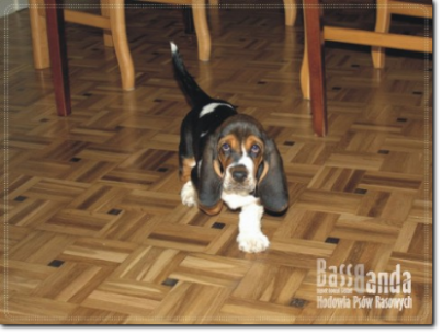 szczeniak basset hound