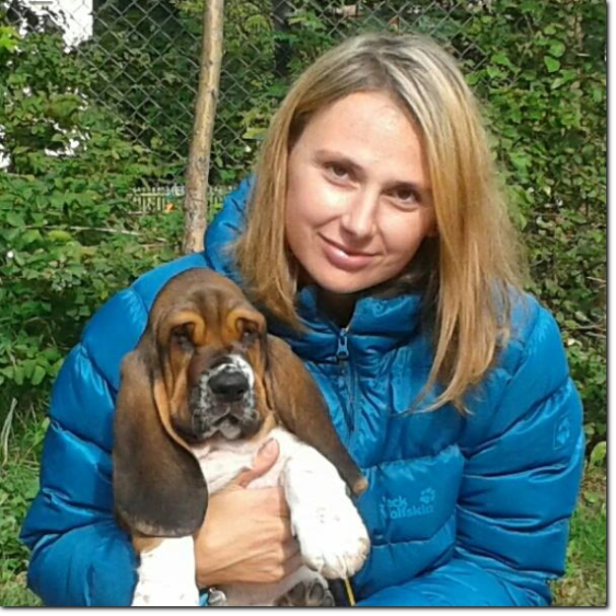 szczenięta basset hound