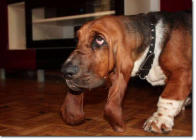 hodowla basset hound