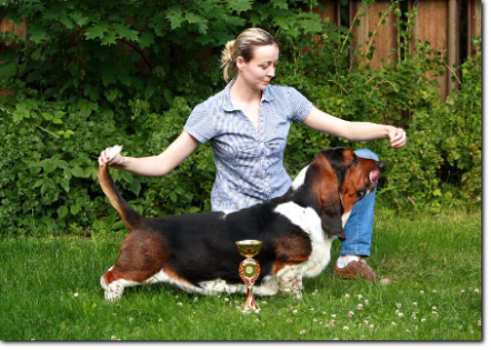 basset hound stud dog