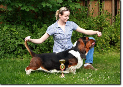 basset stud dog Dymitrij Cudeńka