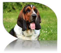 Dymitrij Cudeńka basset hound