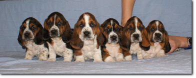hodowla basset hound