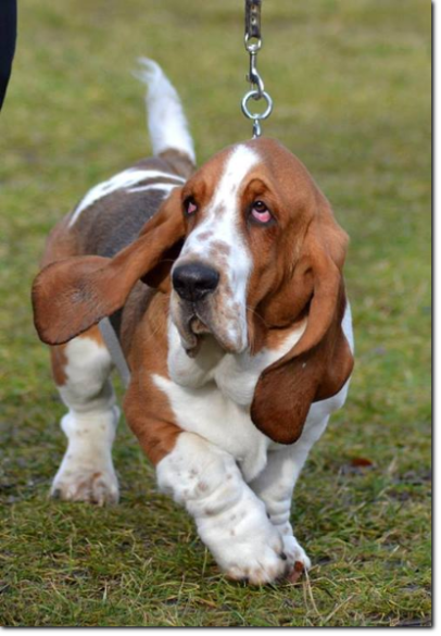 hodowla basset hound