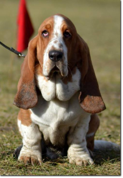 hodowla basset hound