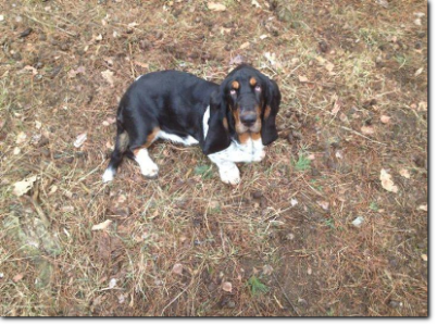 basset hound