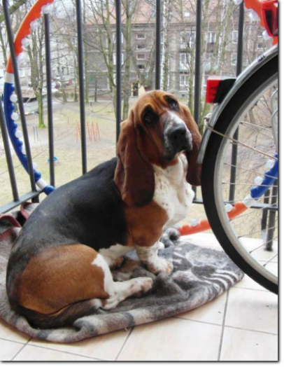 hodowla basset hound