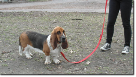 hodowla basset hound