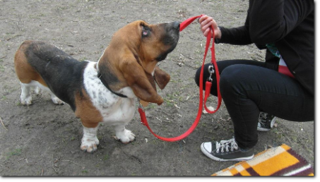 hodowla basset hound