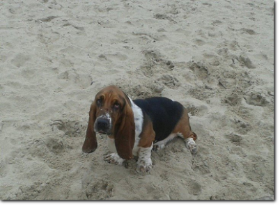 basset hound
