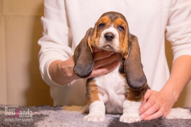 breed basset hound