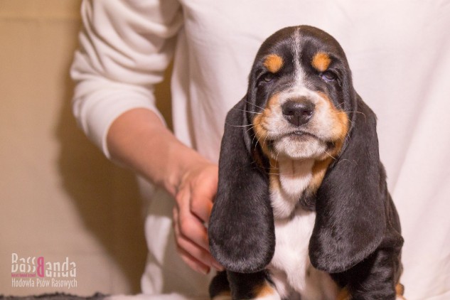 basset hound puppies