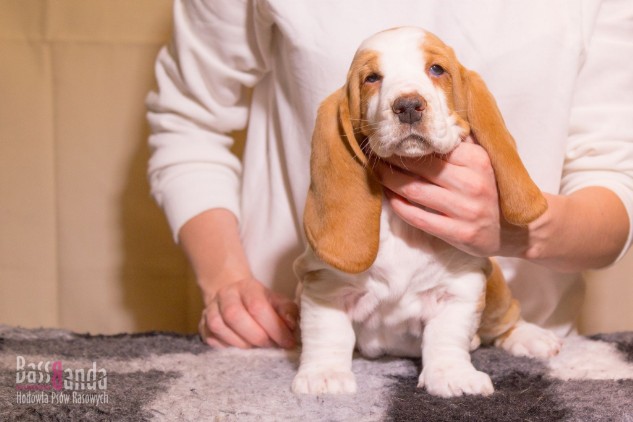 basset puppie