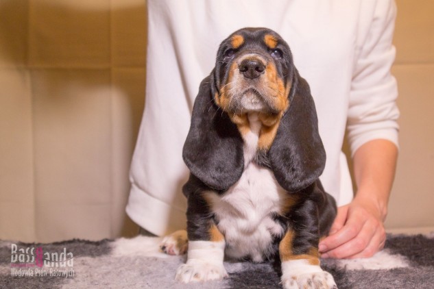 breeder puppies