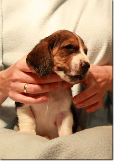 szczenięta basset hound