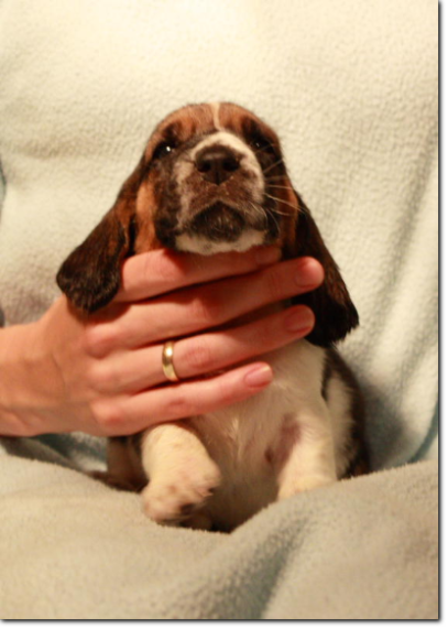 szczenięta basset hound