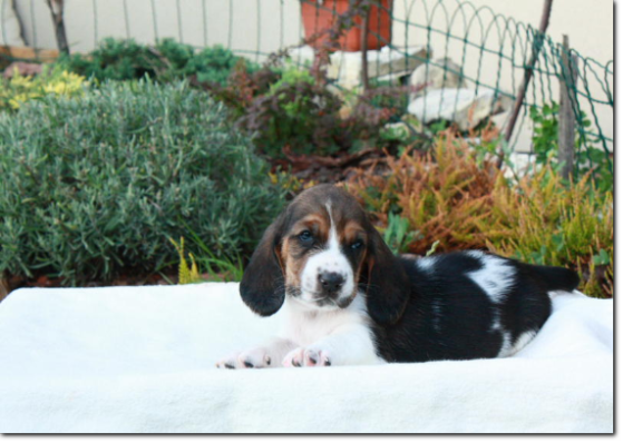 szczenięta basset hound