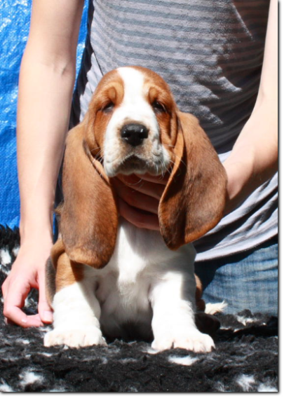 będziemy mieli szczenięta basset hound