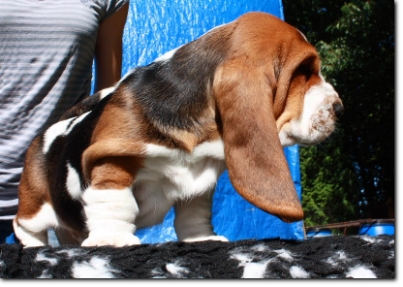 szczenięta basset hound