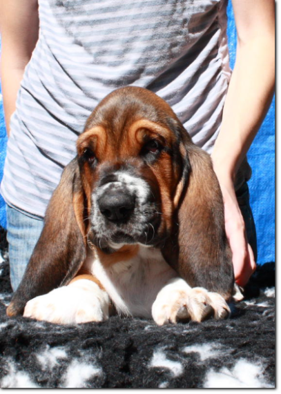 będziemy mieli szczenięta basset hound