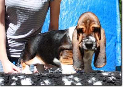 szczenięta basset hound