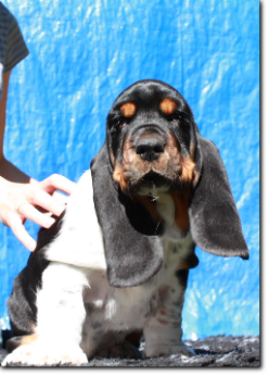 szczenięta basset hound