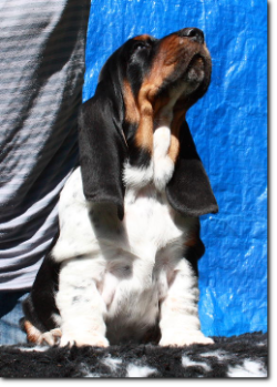 szczenięta basset hound