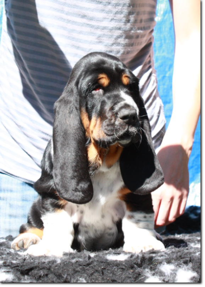 będziemy mieli szczenięta basset hound