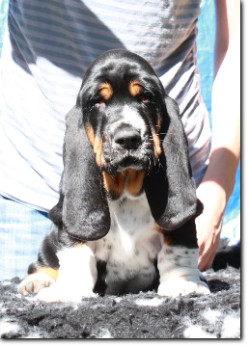 szczenięta basset hound