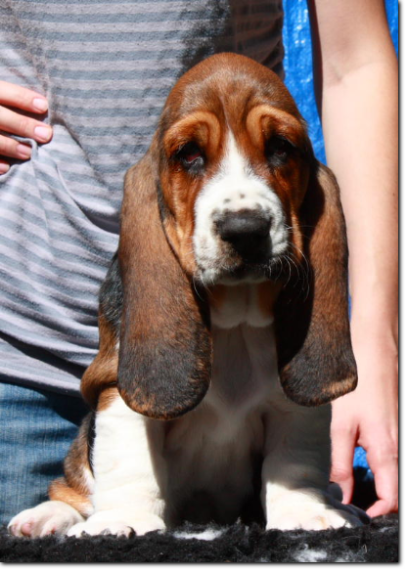 będziemy mieli szczenięta basset hound