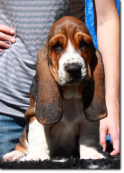 szczenięta basset hound