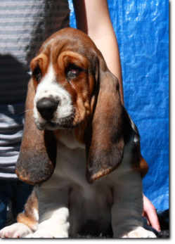 szczenięta basset hound