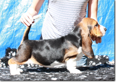 szczenięta basset hound