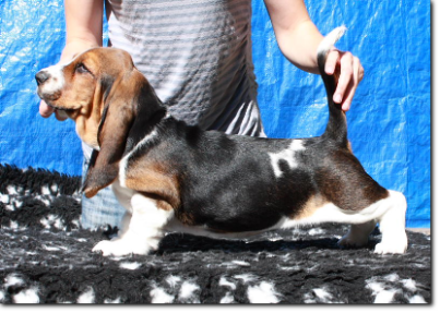 szczenięta basset hound