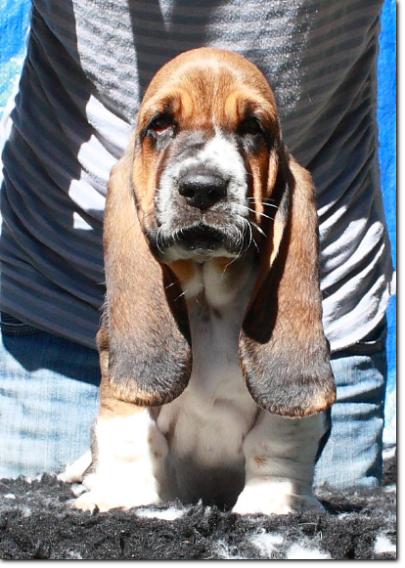 będziemy mieli szczenięta basset hound