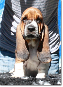 szczenięta basset hound