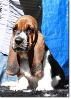 szczenięta basset hound