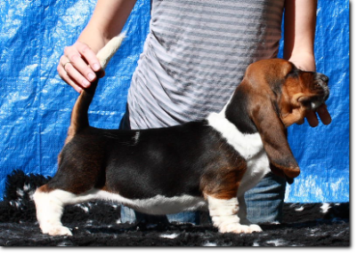 szczenięta basset hound