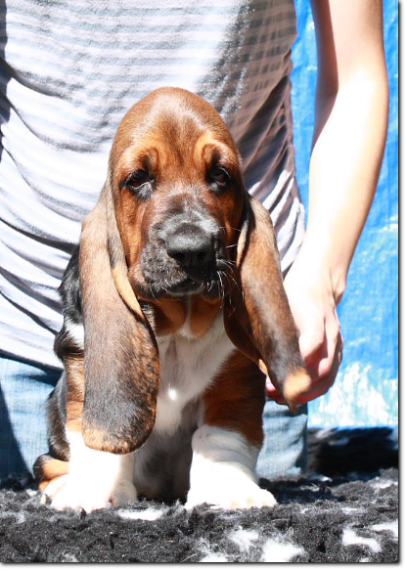 będziemy mieli szczenięta basset hound