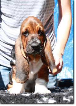 szczenięta basset hound