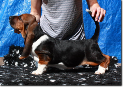 szczenięta basset hound