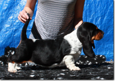 szczenięta basset hound