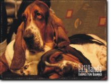 hodowla basset hound