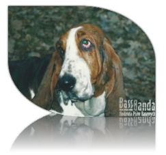 Lora Burbon Neffer basset hound