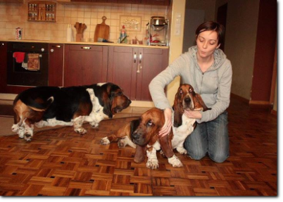 hodowla basset hound