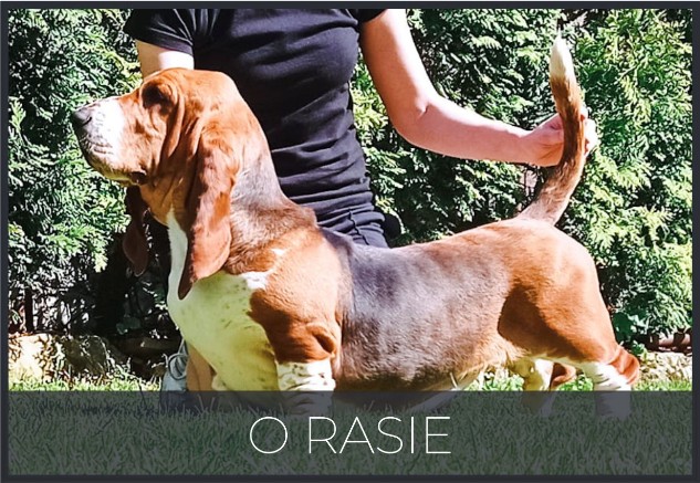 basset hound rasa