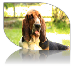 basset hound female