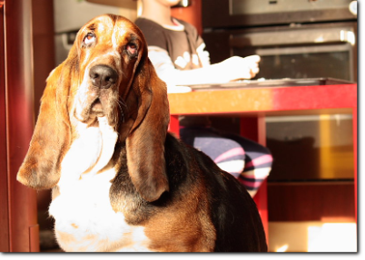 hodowla basset hound