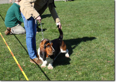 basset hound Grzegorz Weron (PL)