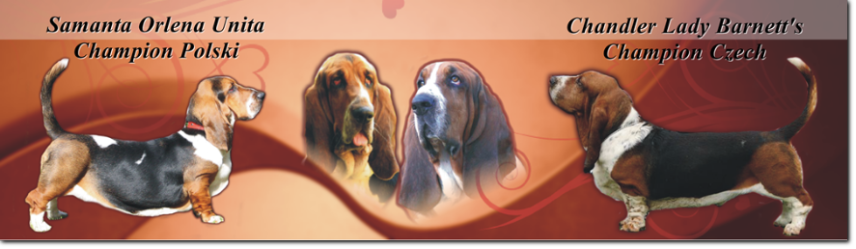 będziemy mieli szczenięta basset hound